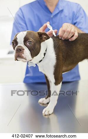 Veterinarian giving dog injection in vet's surgery View Large Photo Image Stock Photo - Veterinarian giving dog injection in vet's surgery. Fotosearch