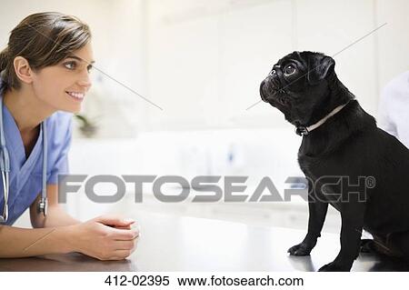 Veterinarian greeting dog in vet's surgery View Large Photo Image Stock Photography - Veterinarian greeting dog in vet's surgery. Fotosearch