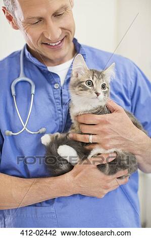 Veterinarian holding cat in vet's surgery View Large Photo Image Stock Image - Veterinarian holding cat in vet's surgery. Fotosearch