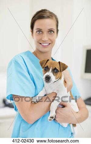 Stock Image - Veterinarian holding dog in vet's surgery. Fotosearch
