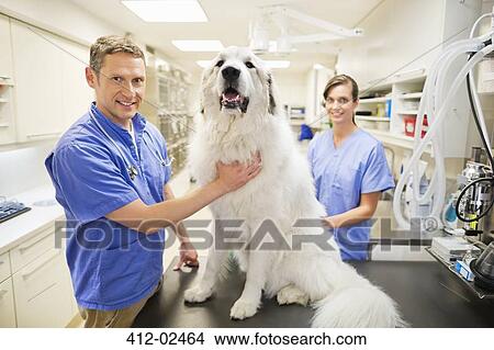 Picture - Veterinarian s examining dog in vet's surger. Fotosearch
