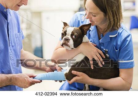Picture - Veterinarians bandaging dog's leg in vet's surgery. Fotosearch