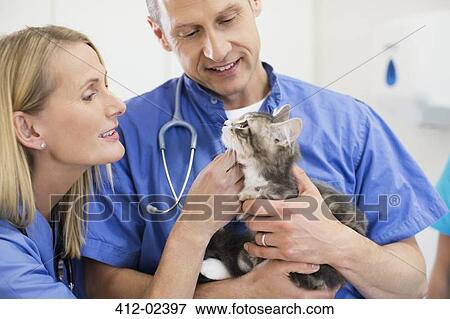 Veterinarians examining cat in vet's surgery View Large Photo Image Stock Photo - Veterinarians examining cat in vet's surgery. Fotosearch