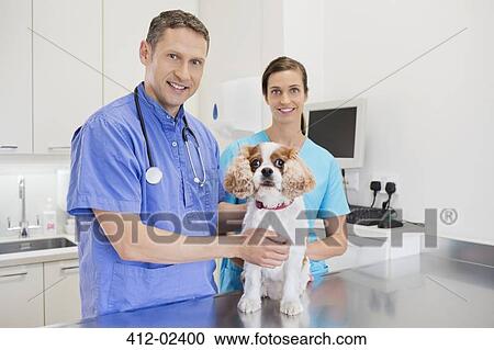 Veterinarians examining dog in vet's surgery View Large Photo Image Stock Image - Veterinarians examining dog in vet's surgery. Fotosearch