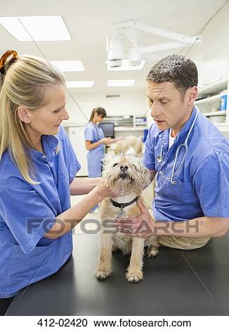 Veterinarians examining dog in vet's surgery View Large Photo Image Stock Image - Veterinarians examining dog in vet's surgery. Fotosearch