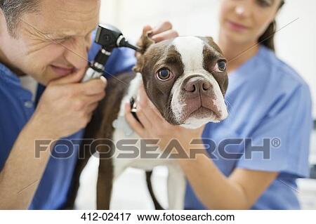 Veterinarians examining dog in vet's surgery View Large Photo Image Stock Photo - Veterinarians examining dog in vet's surgery. Fotosearch