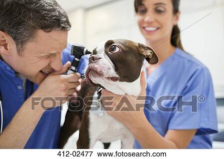 Veterinarians examining dog in vet's surgery View Large Photo Image Stock Photo - Veterinarians examining dog in vet's surgery. Fotosearch