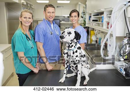 Veterinarians smiling with dog in vet's surgery View Large Photo Image Stock Photograph - Veterinarians smiling with dog in vet's surgery. Fotosearch
