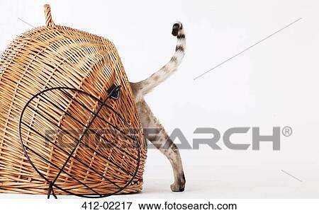 Cat climbing into wicker basket View Large Photo Image Stock Photo - Cat climbing into wicker basket. Fotosearch