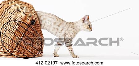 Cat climbing out of wicker basket View Large Photo Image Stock Photo - Cat climbing out of wicker basket. Fotosearch