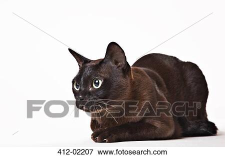 Cat looking at object in distance View Large Photo Image Stock Photo - Cat looking at object in distance. Fotosearch