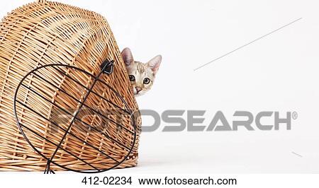 Cat peering out from wicker basket View Large Photo Image Picture - Cat peering out from wicker basket. Fotosearch