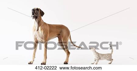 Cat sneaking up on howling dog View Large Photo Image Stock Image - Cat sneaking up on howling dog. Fotosearch