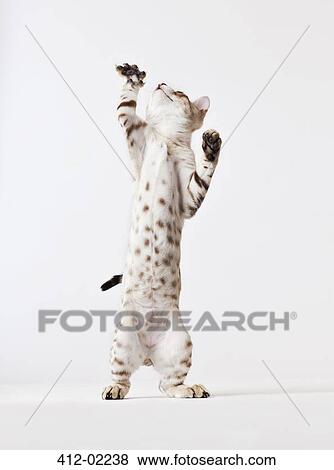 Cat standing on hind legs View Large Photo Image Stock Photo - Cat standing on hind legs. Fotosearch