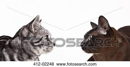 Cats looking at each other View Large Photo Image Stock Photo - Cats looking at each other. Fotosearch