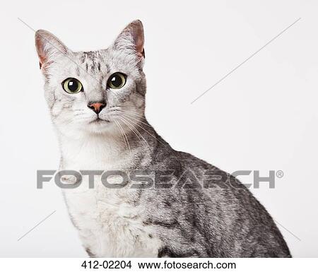 Close up of cat's face View Large Photo Image Picture - Close up of cat's face. Fotosearch