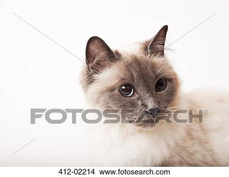 Close up of cat's face View Large Photo Image Picture - Close up of cat's face. Fotosearch
