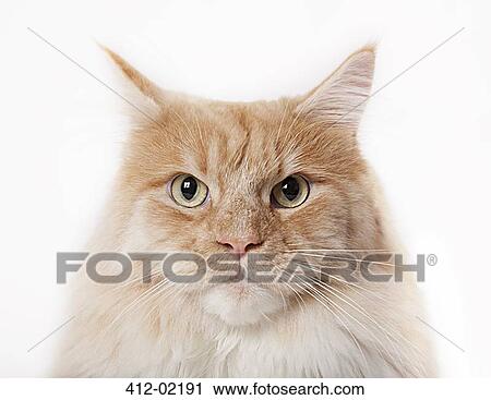 Close up of cat's face View Large Photo Image Stock Image - Close up of cat's face. Fotosearch