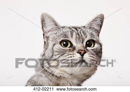 Close up of cat's face View Large Photo Image Stock Image - Close up of cat's face. Fotosearch
