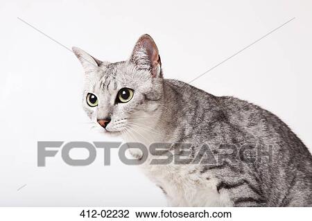Close up of cat's face View Large Photo Image Stock Image - Close up of cat's face. Fotosearch