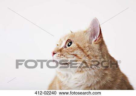 Close up of cat's face View Large Photo Image Stock Image - Close up of cat's face. Fotosearch