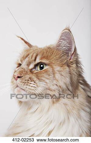 Close up of cat's face View Large Photo Image Stock Image - Close up of cat's face. Fotosearch