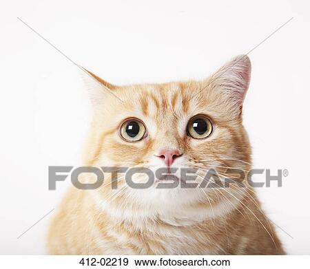 Stock Photo - Close up of cat's face. Fotosearch