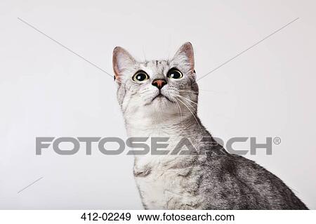Close up of cat's face View Large Photo Image Stock Photo - Close up of cat's face. Fotosearch
