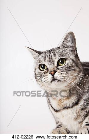Close up of cat's face View Large Photo Image Stock Photograph - Close up of cat's face. Fotosearch