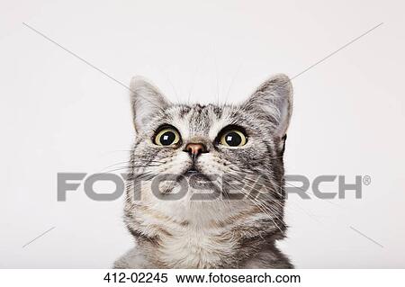 Close up of cat's face View Large Photo Image Stock Photography - Close up of cat's face. Fotosearch