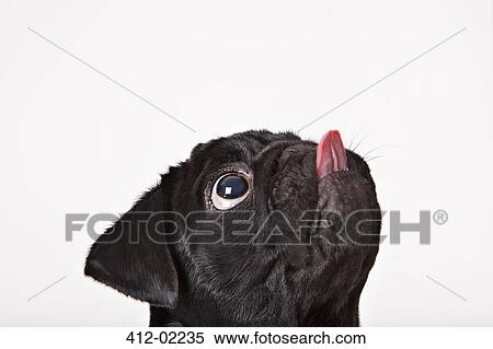 Close up of dog licking his face View Large Photo Image Stock Photography - Close up of dog licking his face. Fotosearch