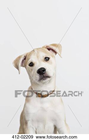 Close up of dog's curious face View Large Photo Image Stock Photo - Close up of dog's curious face. Fotosearch