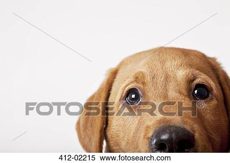 Close up of dog's eyes View Large Photo Image Stock Photography - Close up of dog's eyes. Fotosearch