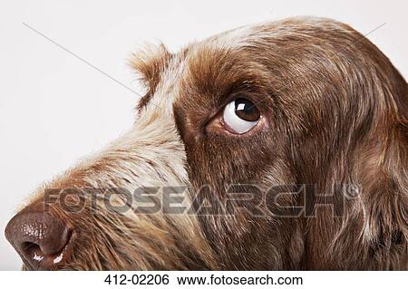 Close up of dog's fac View Large Photo Image Stock Photograph - Close up of dog's fac. Fotosearch