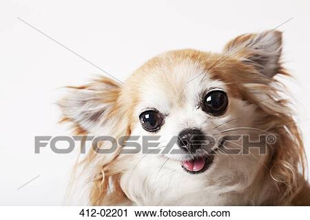 Close up of dog's face View Large Photo Image Stock Image - Close up of dog's face. Fotosearch