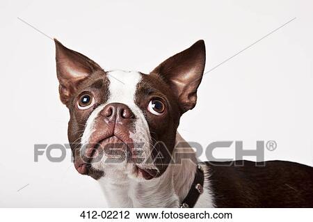 Close up of dog's face View Large Photo Image Stock Image - Close up of dog's face. Fotosearch