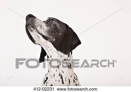 Close up of dog's face View Large Photo Image Stock Image - Close up of dog's face. Fotosearch