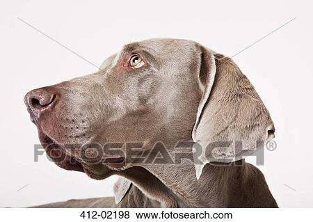 Close up of dog's face View Large Photo Image Stock Photo - Close up of dog's face. Fotosearch