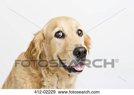 Close up of dog's face View Large Photo Image Stock Photo - Close up of dog's face. Fotosearch