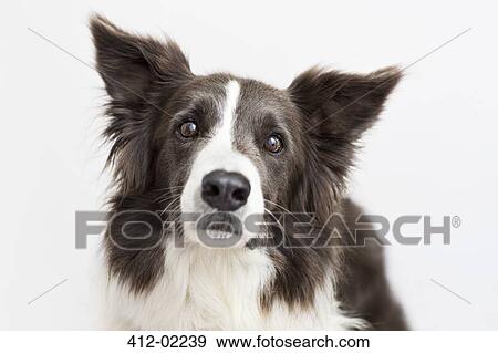 Stock Photo - Close up of dog's face. Fotosearch