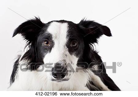Stock Photograph - Close up of dog's face. Fotosearch