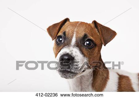 Close up of dog's face View Large Photo Image Stock Photograph - Close up of dog's face. Fotosearch