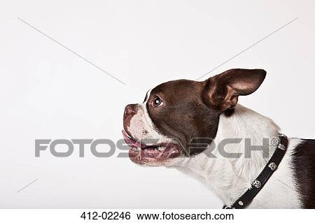 Close up of dog's face View Large Photo Image Stock Photograph - Close up of dog's face. Fotosearch