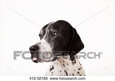 Close up of dog's face View Large Photo Image Stock Photography - Close up of dog's face. Fotosearch