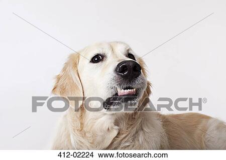 Picture - Close up of dog's growling face. Fotosearch