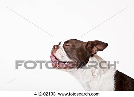 Close up of dog's panting face View Large Photo Image Stock Image - Close up of dog's panting face. Fotosearch