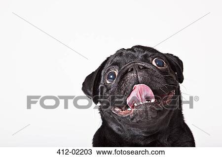 Close up of dog's panting face View Large Photo Image Stock Image - Close up of dog's panting face. Fotosearch