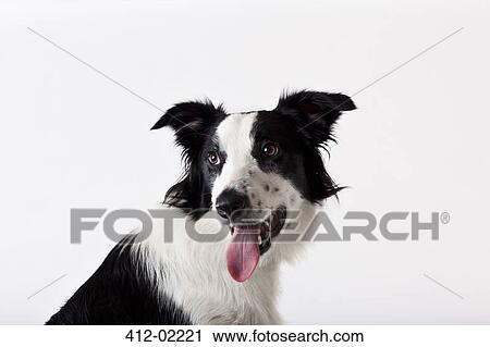 Close up of dog's panting face View Large Photo Image Stock Image - Close up of dog's panting face. Fotosearch