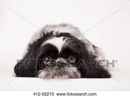 Close up of dog's sad face View Large Photo Image Stock Image - Close up of dog's sad face. Fotosearch