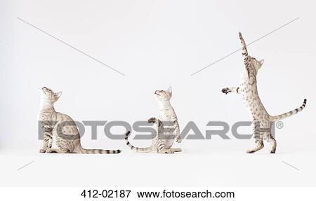 Collage of cat playing View Large Photo Image Stock Photo - Collage of cat playing. Fotosearch